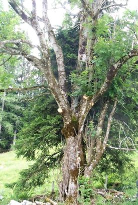 Arche Seewaldsee